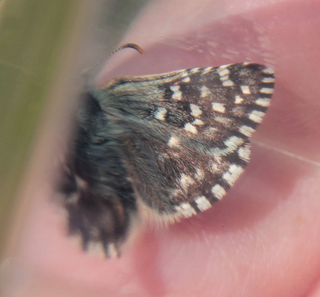 Pyrgus malvoides?